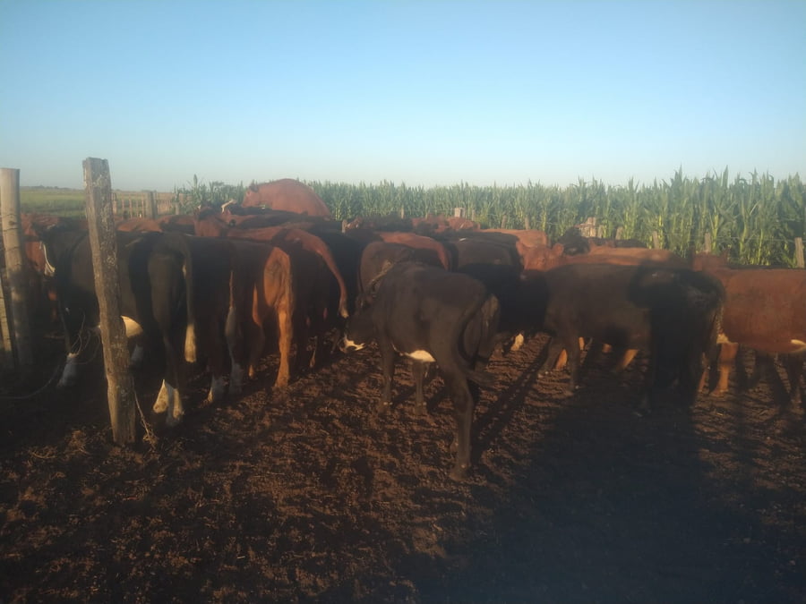 Lote 36 Vaquillonas en Buenos Aires