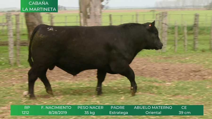 Lote ANGUS RP:  1212