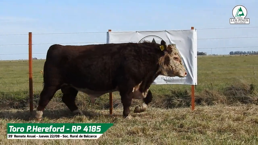 Lote TORO P. HEREFORD