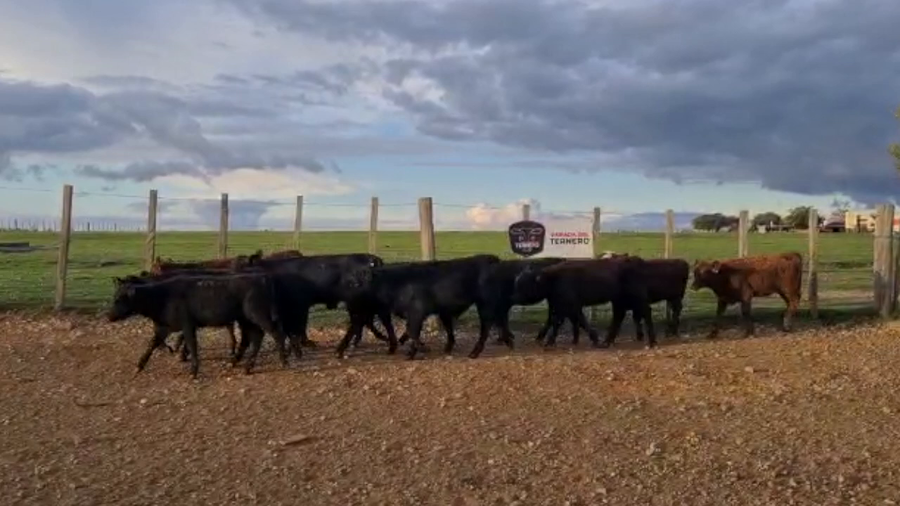 Lote 18 Terneras Carnicera a remate en PARADA DEL TERNERO 111kg -  en Parada fariña