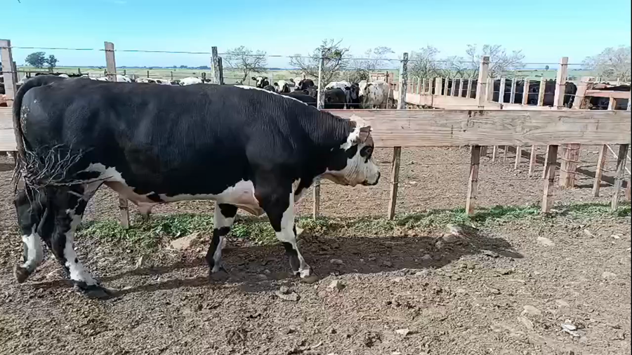 Lote Toros a remate en Pantalla Camy 500kg - , San José