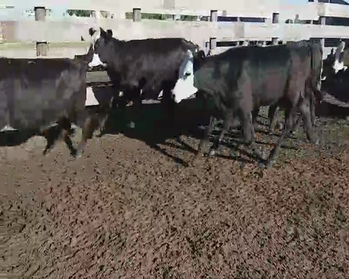 Lote 50 Terneros/as en Villaguay, Entre Ríos