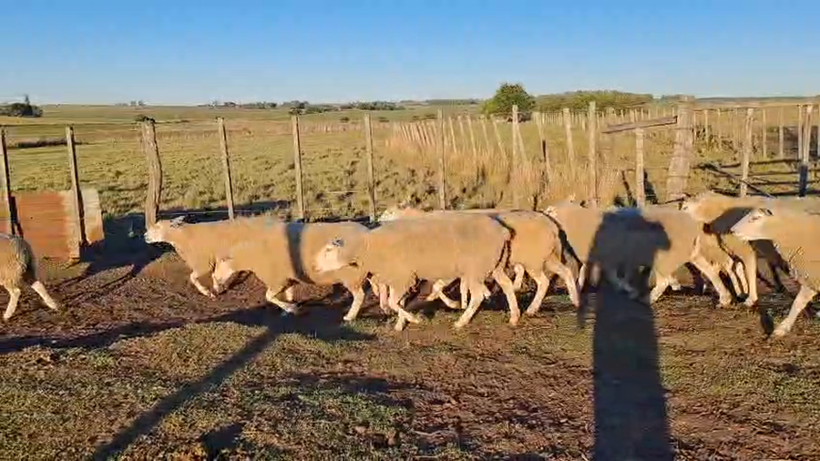 Lote 16 Ovejas a remate en Pantalla Camy - Aniversario 31 Años 50kg - , San José