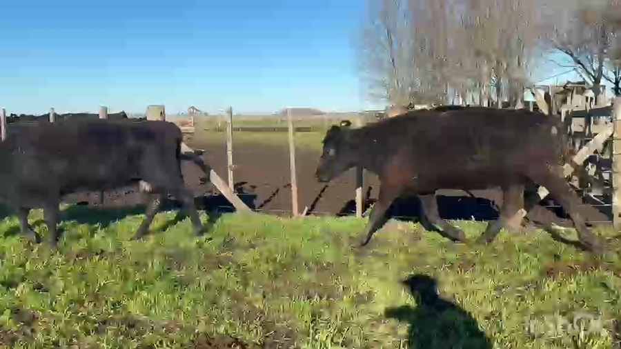 Lote 35 Vacas usadas preñadas