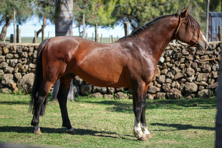 Lote Santa Ines Heroi - NO VA A VENTAS