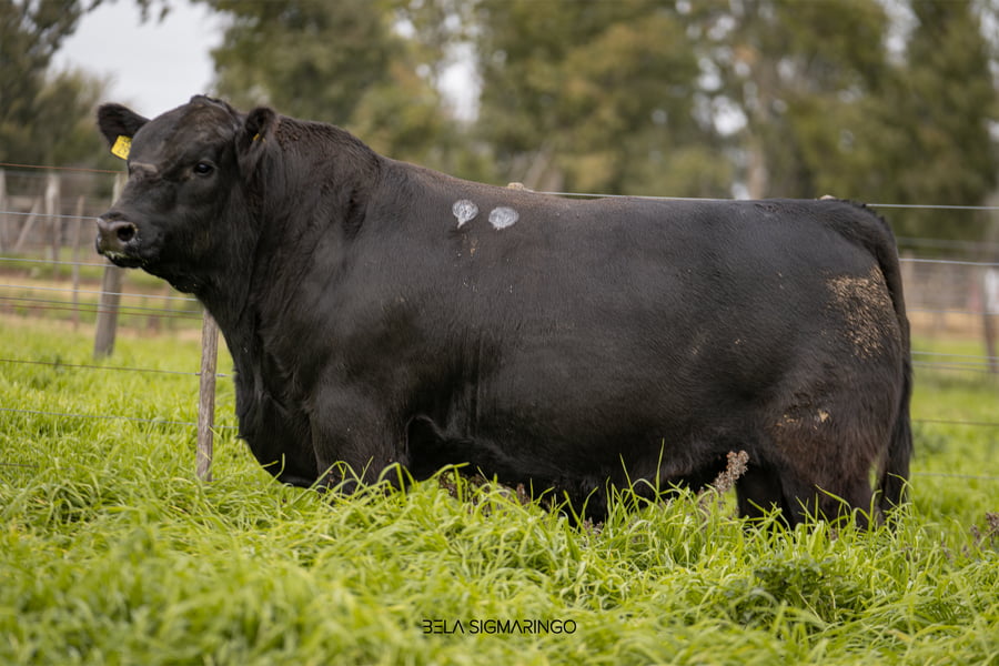 Lote TOROS ANGUS  PP