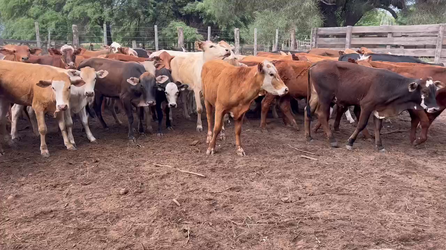 Lote 65 Vaquillonas en Juan José Castelli, Chaco