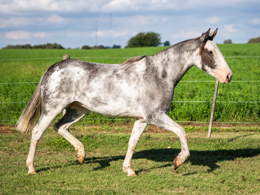 Lote Guirita Jamaica