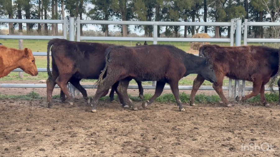 Lote 37 Vaquillonas