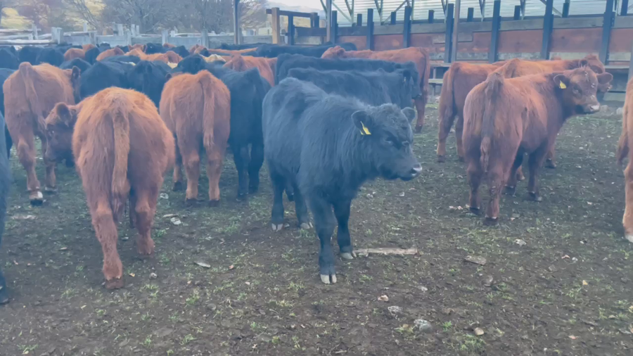 Lote 65 Ternero en Coyhaique, XI Región Aysén