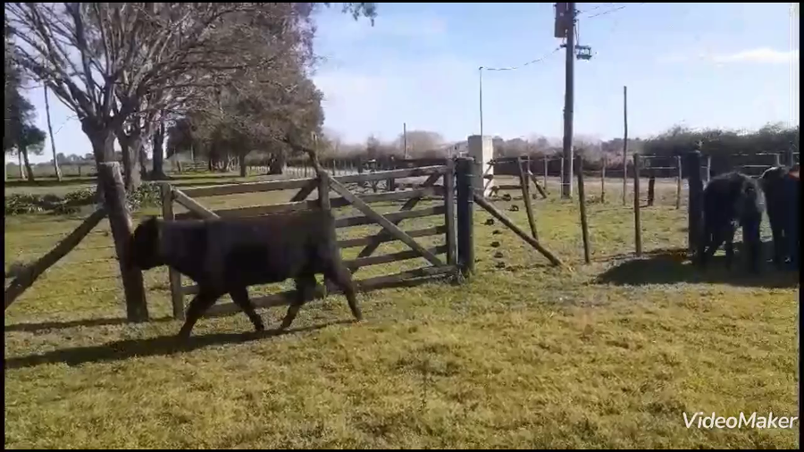Lote Terneros/as en Gral. Belgrano, Buenos Aires