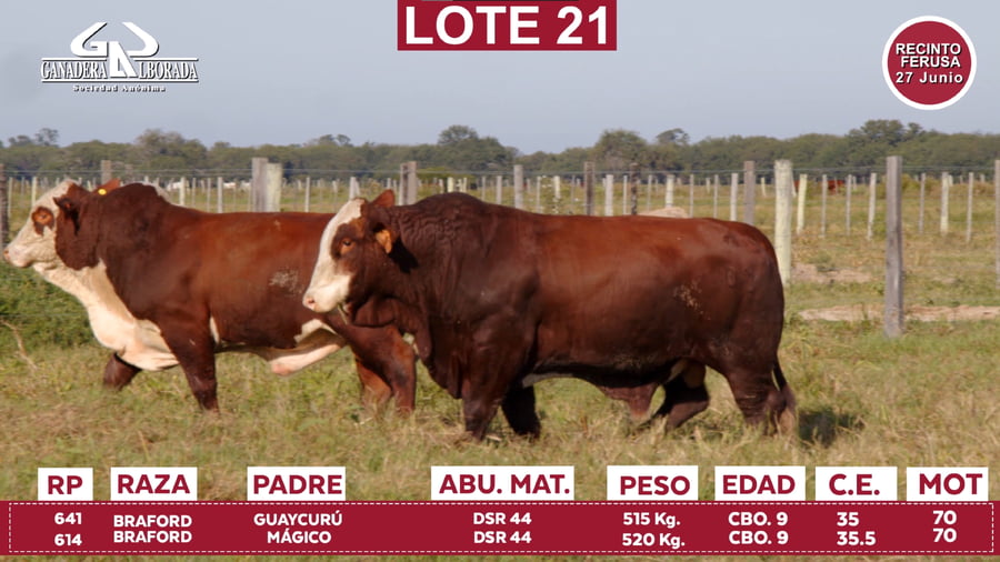Lote Reproductores de Alborada - Lote 21