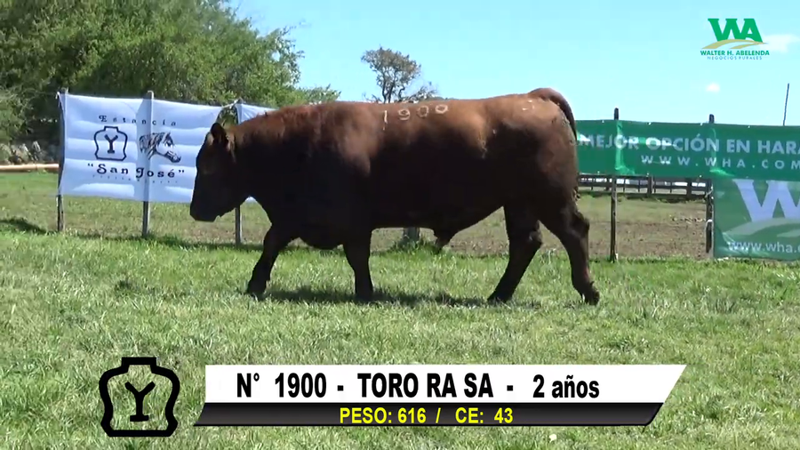 Lote TORO Nº 1900