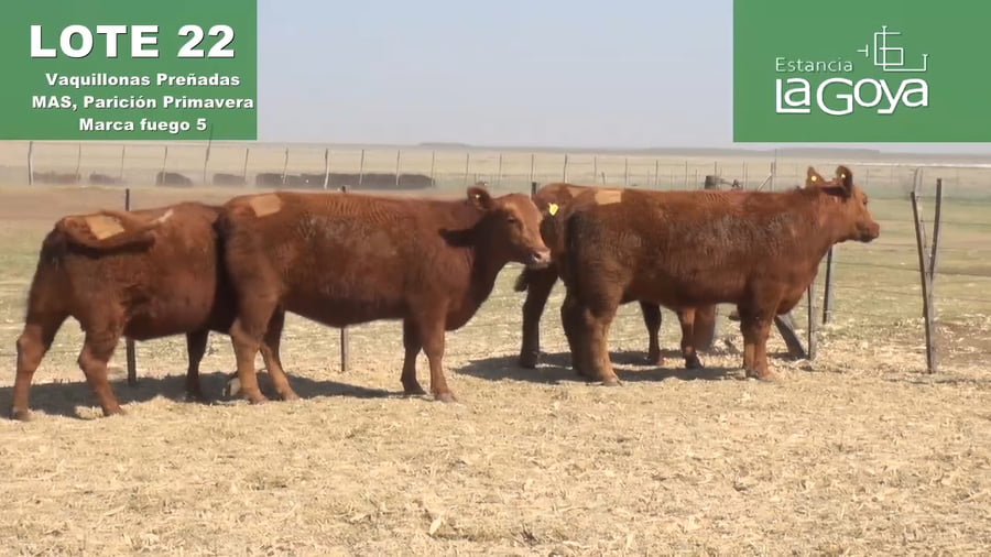 Lote VAQUILLONAS PREÑADAS MAS PARICIÓN PRIMAVERA