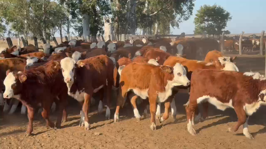 Lote 128 Terneros/as