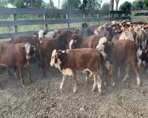 Lote 114 Terneros/as en Juan José Castelli, Chaco