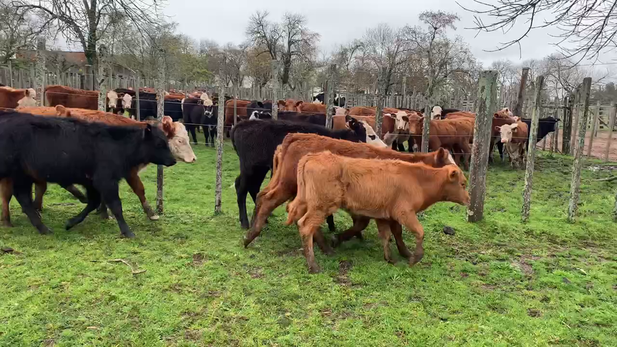 Lote 10 Terneras en Melo, Cerro Largo
