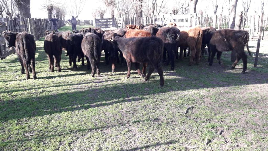 Lote 25 Terneras en Gral. Lamadrid, Buenos Aires