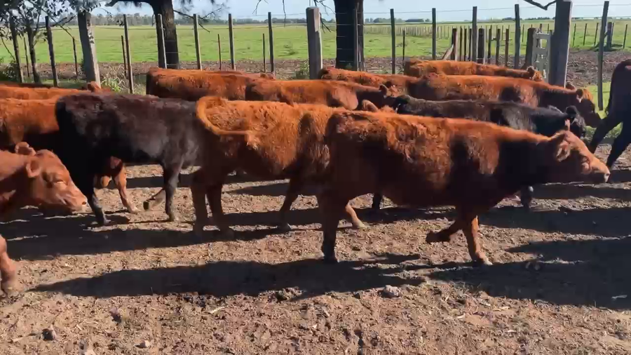 Lote 90 Terneros