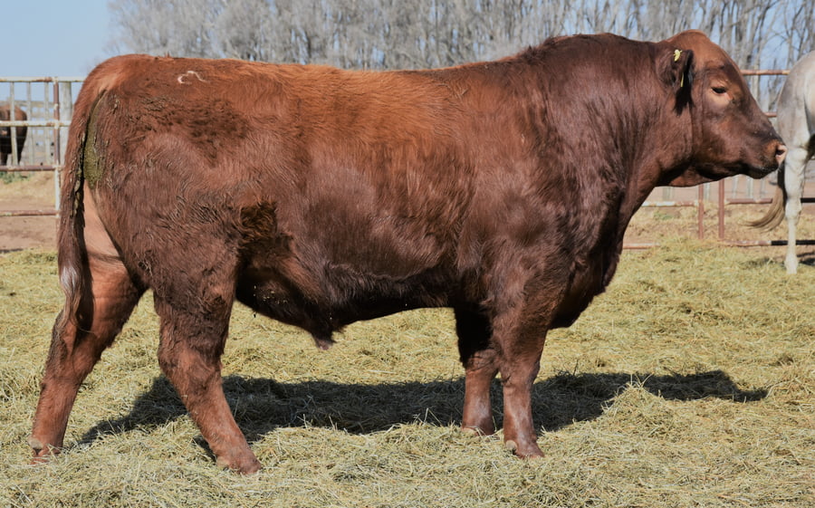 Lote TOROS (Corral 4)