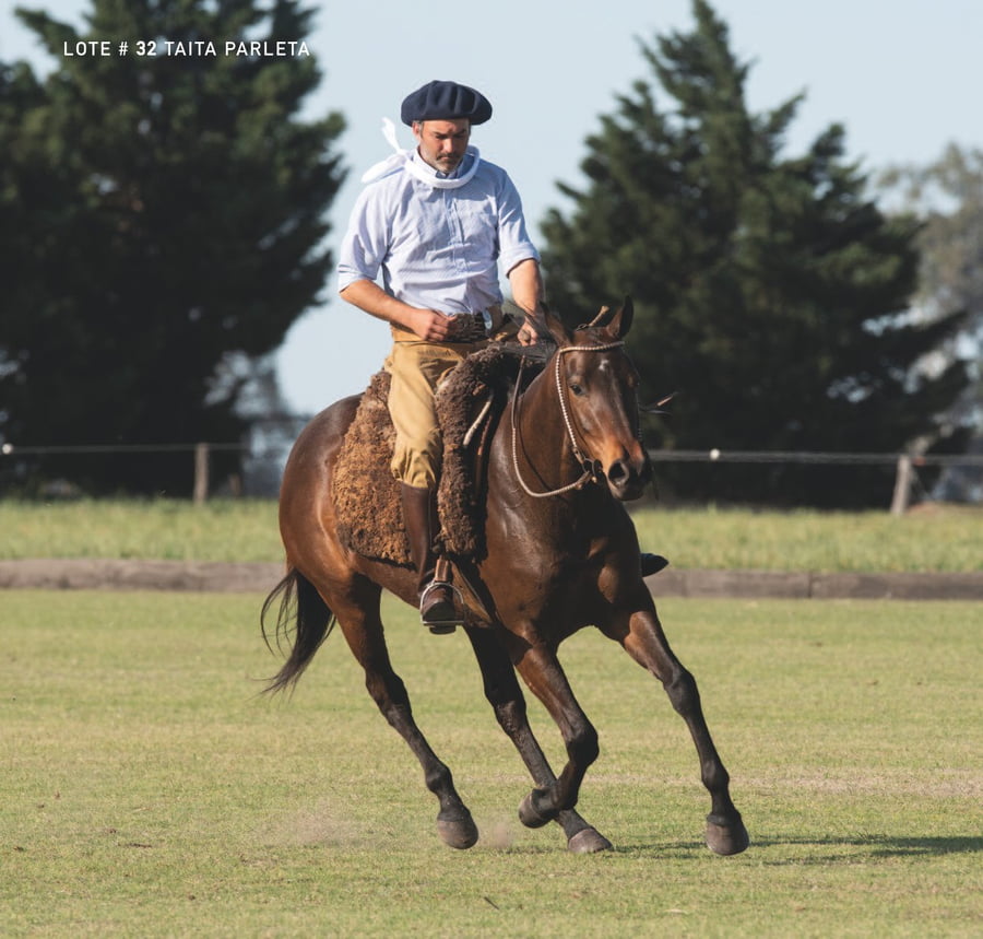 Lote TAITA PARLETA - T/E (DOLFINA GUITARRERO - TAITA GOSSIP GIRL)