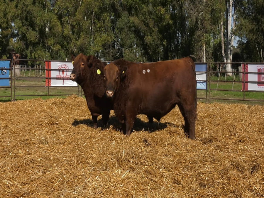 Lote TOROS ANGUS PP