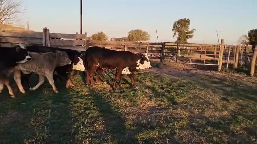 Lote 10 Terneras Brangus en Gdor. Crespo, Santa Fe