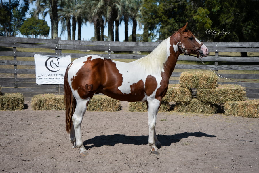 Lote INCIERTO ONLY JAB CACH