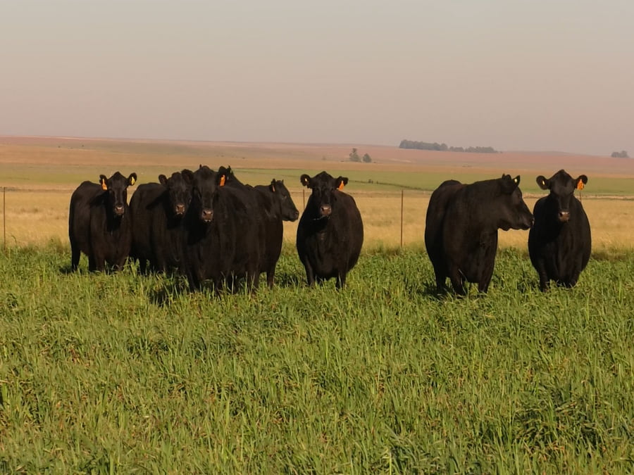 Lote VACAS  ANGUS NEGRAS MAS  C/ GTIA DE PREÑEZ