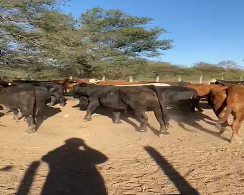 Lote 55 VACAS CRUZA PREÑADAS, EN DRAGONES, SALTA.-