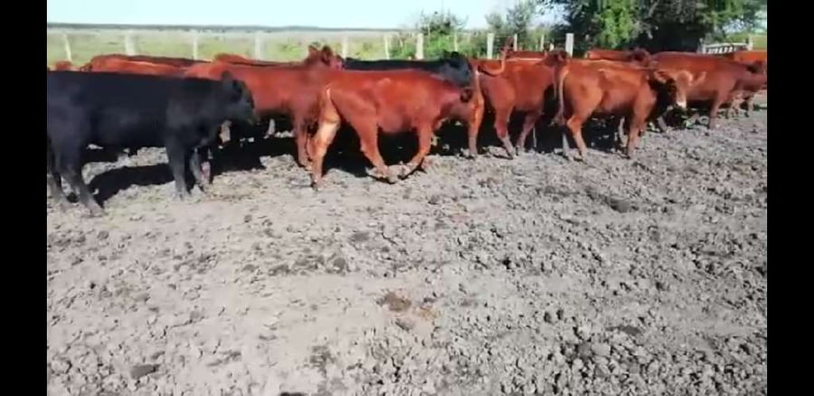 Lote 38 Terneros en Villaguay, Entre Ríos