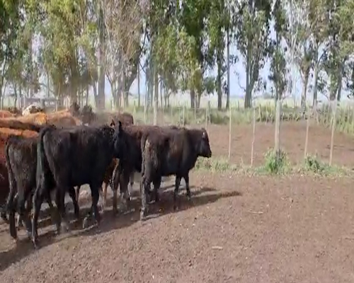 Lote 75 Vaquillonas en Olavarría, Buenos Aires