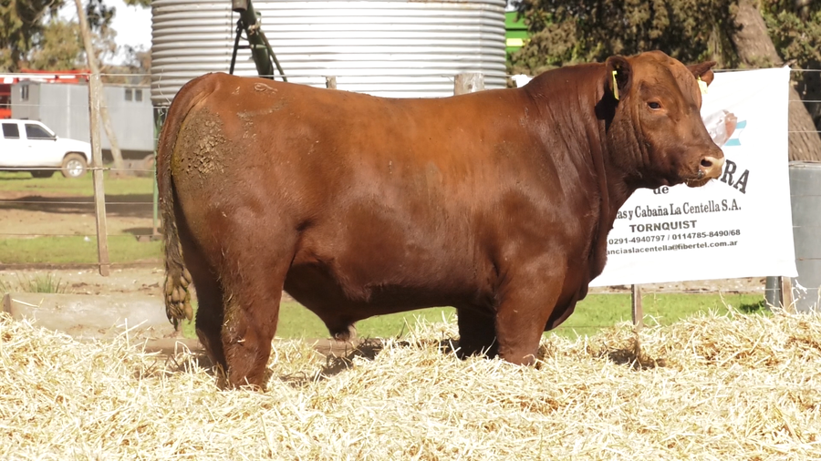 Lote TOROS PUROS CONTROLADOS