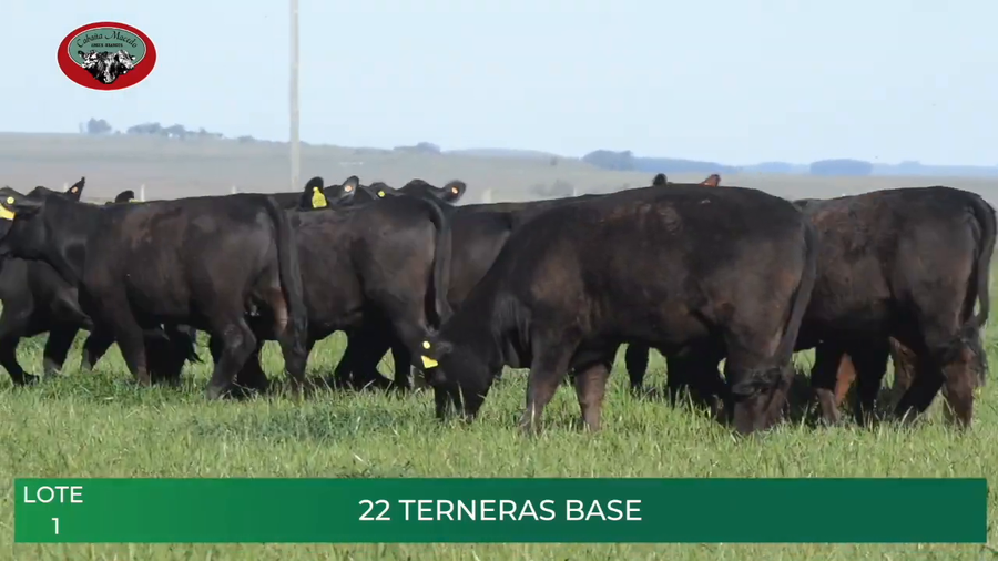 Lote HEMBRAS BASE BRANGUS