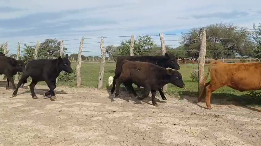 Lote 240 Terneros