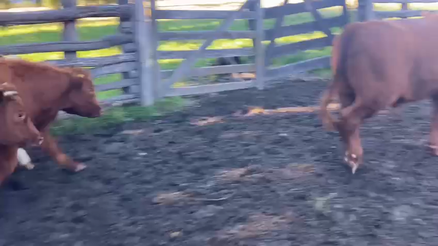 Lote 51 Novillo Engorda en Río Ibánez, XI Región Aysén