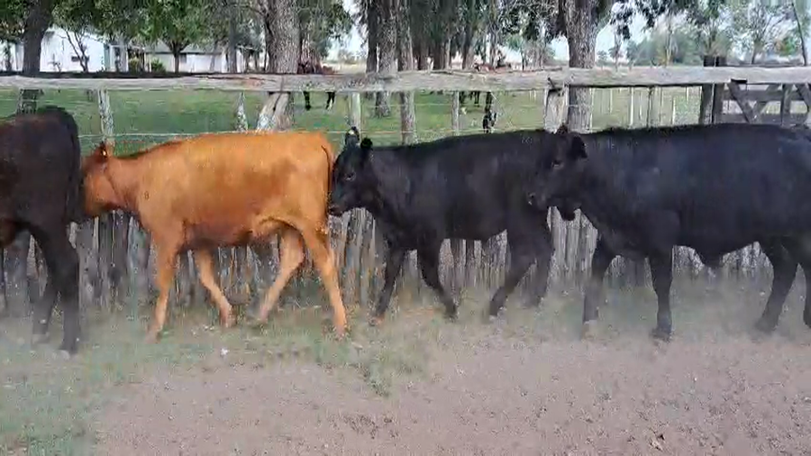 Lote 54 Terneros/as
