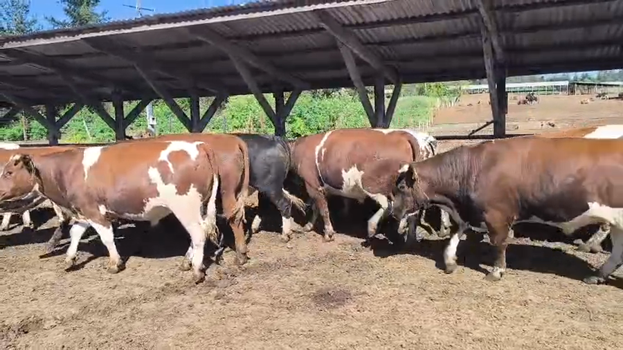 Lote 20 Novillo Gordo en Los Ángeles, VIII Región Biobío