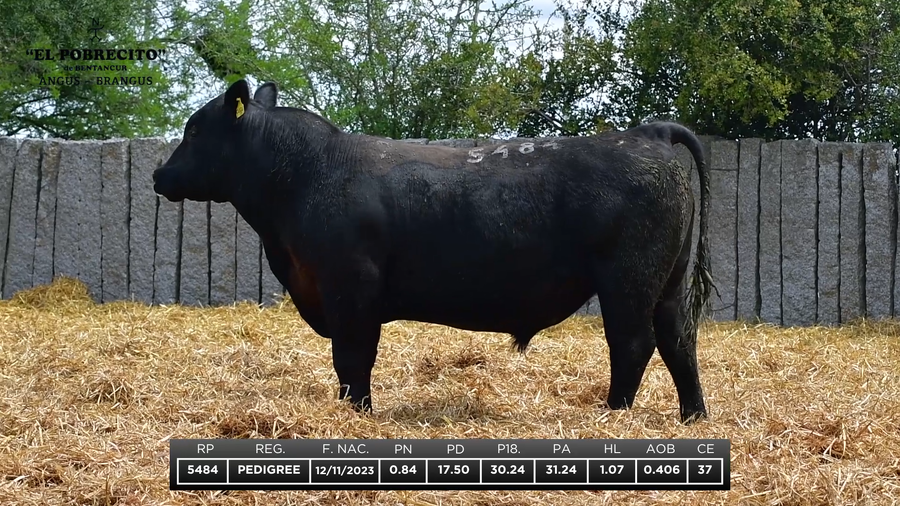 Lote ABERDEEN ANGUS P.I.