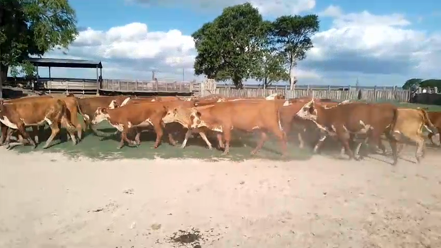 Lote 32 Vaquillonas en Corrientes, Paso de Los Libres