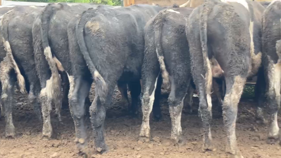 Lote 20 Novillo Gordo en Melipilla, Región Metropolitana