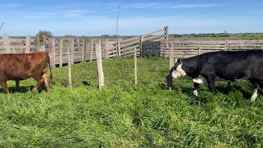 Lote VAQUILLONAS 1 a 2 AÑOS