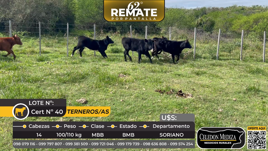 Lote 14 Terneros y Terneras en Agraciada, Soriano