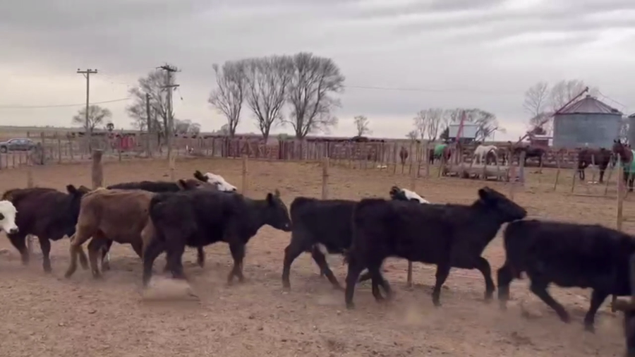 Lote 70 TERNS. MACHOS Y HEMBRAS, PEHUAJO, PCIA. DE BS. AS.