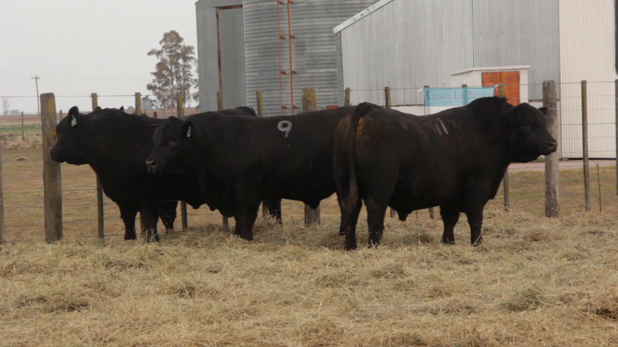 Lote TOROS PUROS DE PEDIGREE
