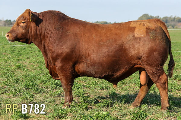 Lote 3 TOROS PUROS DE PEDIGREE