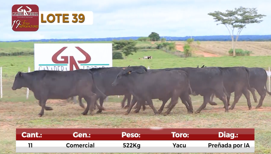 Lote Reproductores de Alborada - Lote 39