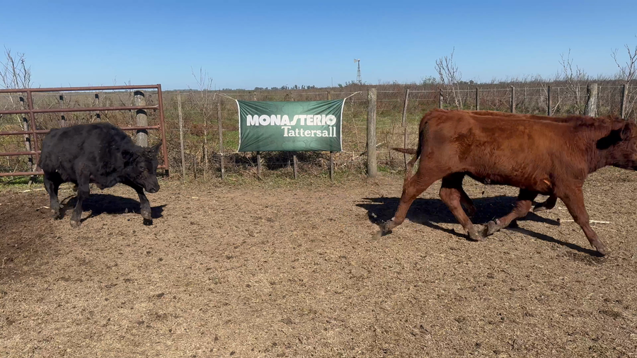 Lote 70 Terneros en Buenos Aires, 9 de Julio