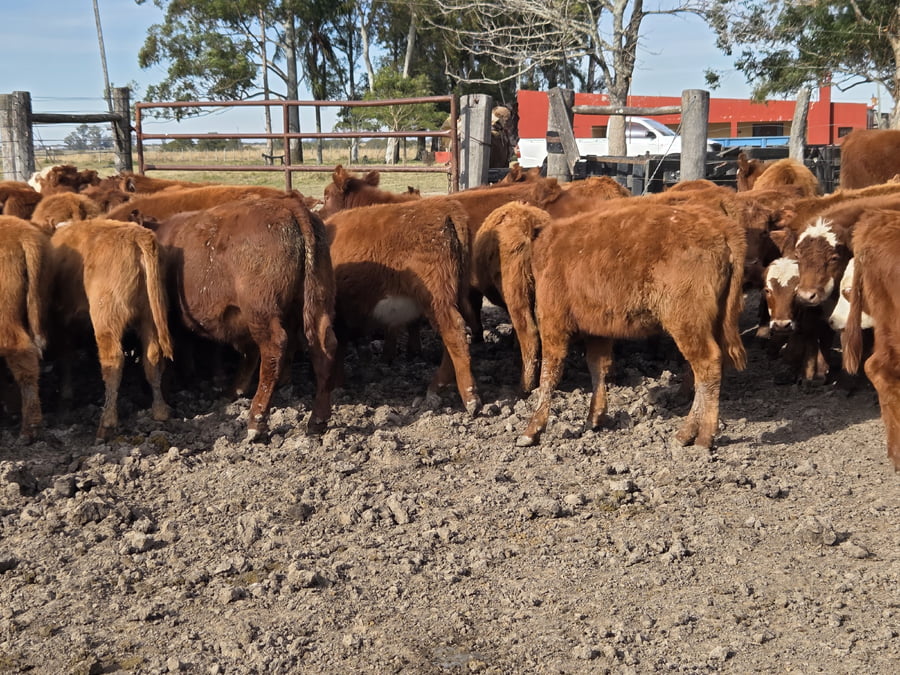 Lote 126 Terneros/as en Corrientes, Curuzu Cuatia