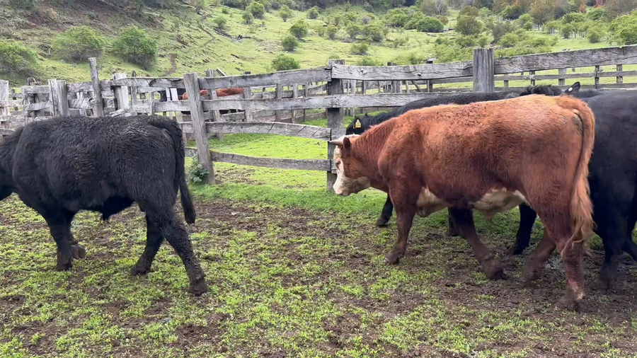 Lote 22 Ternero en Aysén, XI Región Aysén